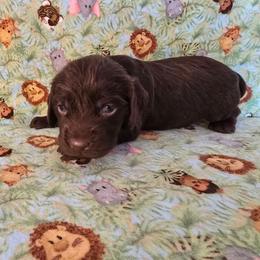 Brown - Liver male Boykin Spaniel puppy in Midland, Michigan from Ives Heritage Homestead