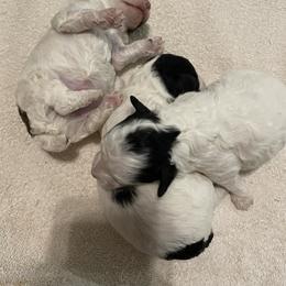 Poodle Puppies from Always Best Kennels, Inc