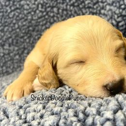 Goldendoodle and Poodle Puppies from SnickerDoodlePups