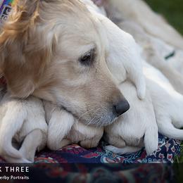 Golden Retriever Puppies from Kruger Family Breeders