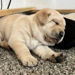 Labrador Retriever Puppies from Findaway Labradors