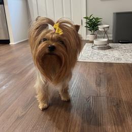 Peaches - Yorkshire Terrier