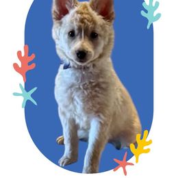 Kuber - Yellow female Mudi puppy in Benson, Arizona from Twisted Acres Border Collies and Mudi