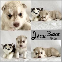Elio      Jack (Nickname) - Red and white male Siberian Husky puppy in Fairborn, Ohio from Haven of Free Spirits
