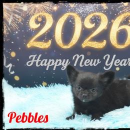 Pebbles - Black female Chihuahua puppy in Demorest, Georgia from Sourpatch Chihuahuas