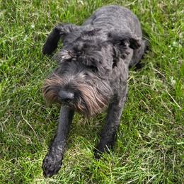 Benji - Black male Miniature Schnauzer puppy in Elgin, Iowa from Firefly Stables