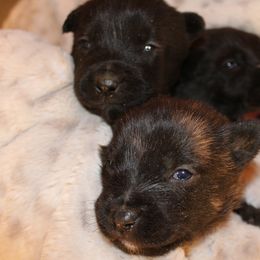 Dutch Shepherd Puppies from TecK9s