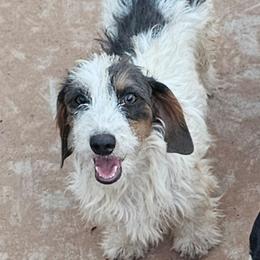 Moonpie - Blue and tan female Dachshund puppy in El Paso, Texas from Mells Weenies