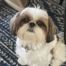 Levi - Shih Tzu