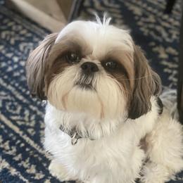 Levi - Shih Tzu
