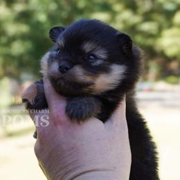 Boy 1 - Black and tan male Pomeranian puppy in Kingston, Georgia from Southern Charm Poms