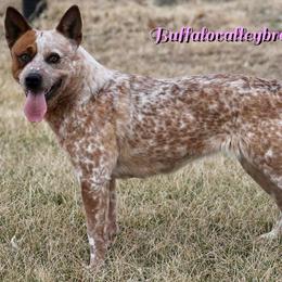 Australian Cattle Dog puppies from Buffalo Valley Breeders