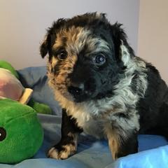 Mudi Puppies from Magik Mudi Kennel