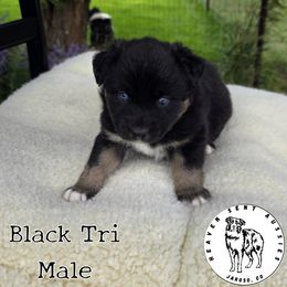 Chester - Black tri male Miniature Australian Shepherd puppy in Jaroso, Colorado from Heaven Sent Aussies