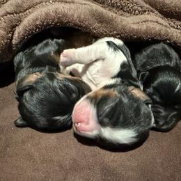 Cavalier King Charles Spaniel Puppies from 5dubs Cavaliers