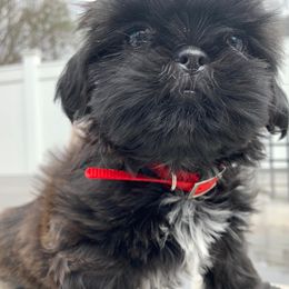 Shih Tzu All Grown Up from Hjo’s Pupdates