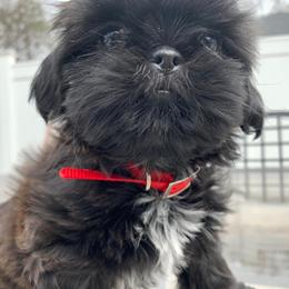 Shih Tzu All Grown Up from Hjo’s Pupdates
