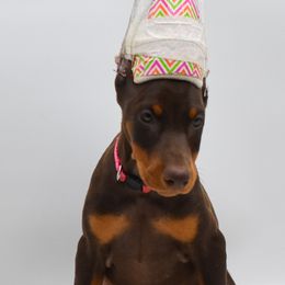 Hot pink - Red and rust female Doberman Pinscher puppy in Lafayette, Louisiana from Indah Lux Dobermans