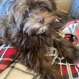 Cavapoo and Havapoo Puppies from Perfectly Playful Doodles