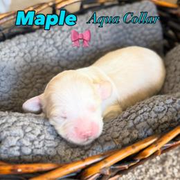 Maple - Caramel cream female Australian Labradoodle puppy in Caldwell, Idaho from Leila Pearson