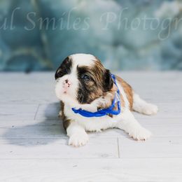 Oreo - Black and tan male Shih Tzu puppy in Bruceville, Indiana from Baby Girl’s Yorkies, Shih-Tzu, Shorkies