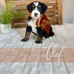 Chief - Tri-color male Bernedoodle puppy in Buda, Illinois from Hamilton Farm Doodles
