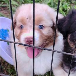 Joly ''Ember'' - Red merle female Australian Shepherd puppy in Athens, Tennessee from Mimi's Aussie