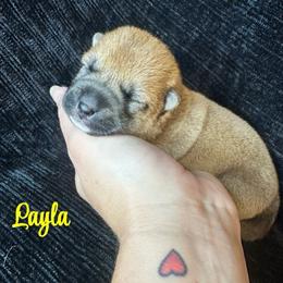 Layla - yellow collar - Red female Shiba Inu puppy in Inverness, Florida from Shore Thing Shiba’s