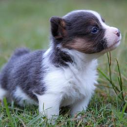 Seven - Blue female Pembroke Welsh Corgi puppy in Star City, Arkansas from Say When Corgi Co.
