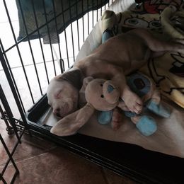 American Bulldog Puppies from Ferocia Kennels