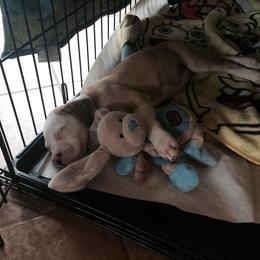 American Bulldog Puppies from Ferocia Kennels