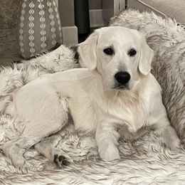 Penelope - Golden Retriever