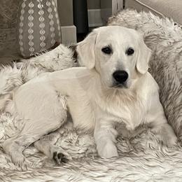 Penelope - Golden Retriever