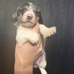 Comet AKC - Dapple male Dachshund puppy in Erie, Michigan from Champagne’s Grinch Toe’d Dachshunds