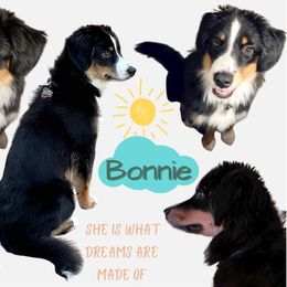 Miniature Australian Shepherd Puppies from Integrity Aussies Tx