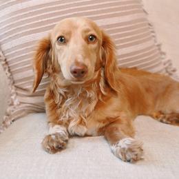Vanilla - Dachshund