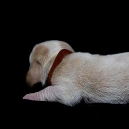 Basset Hound Puppies from Tabitha Schwierking