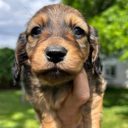 Shaded Red - Red male Dachshund puppy in Nampa, Idaho from Long_and_Low_Dachshunds