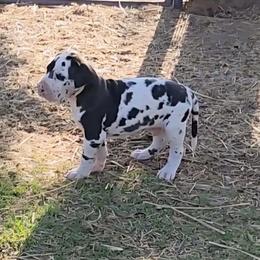 Harl Boy 2 - Harlequin male Great Dane puppy in Golconda, Illinois from Breken Great Danes