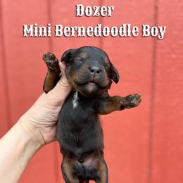 Dozer - Sable male Bernedoodle puppy in Grove, Oklahoma from Guinn Family Farms