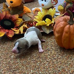 Girl 4 - Fawn Whippet puppy in Williamsport, Pennsylvania from Willowisp Whippets