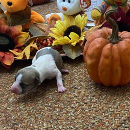 Girl 4 - Fawn Whippet puppy in Williamsport, Pennsylvania from Willowisp Whippets