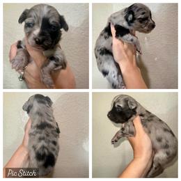 Kiwi - Blue merle male Miniature Australian Shepherd puppy in Iola, Texas from MK Aussies