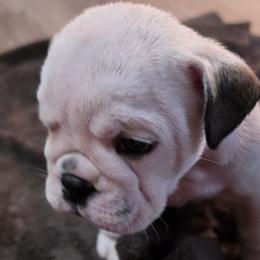 Lucky - White male Bulldog puppy in Brookshire, Texas from Nelda Fernandez