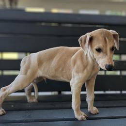 Smitten - White and fawn male Whippet puppy in Oneida, Tennessee from Saving Grace