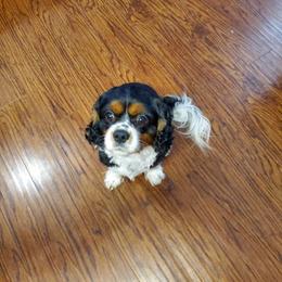 Marino - Cavalier King Charles Spaniel