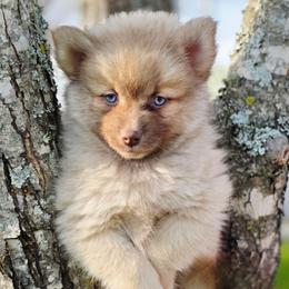 Wadsworth SALE 3100 BLUE EYES - Chocolate male Pomsky puppy in Christiana, Tennessee from Smoky Mountain Pomskies