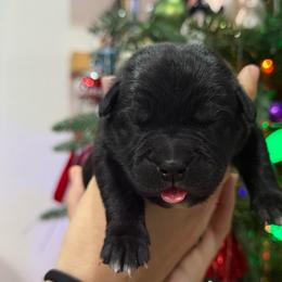 Girl 3 - Black female Cane Corso puppy in Utah from 3Lake Kennelz