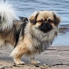 Tibetan Spaniels from Fourcorners