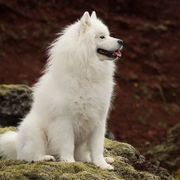 American Eskimo Dogs from Cathy's American Eskimo Dogs